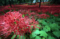 �֎썹�؁i�܂񂶂サ�Ⴐ�j