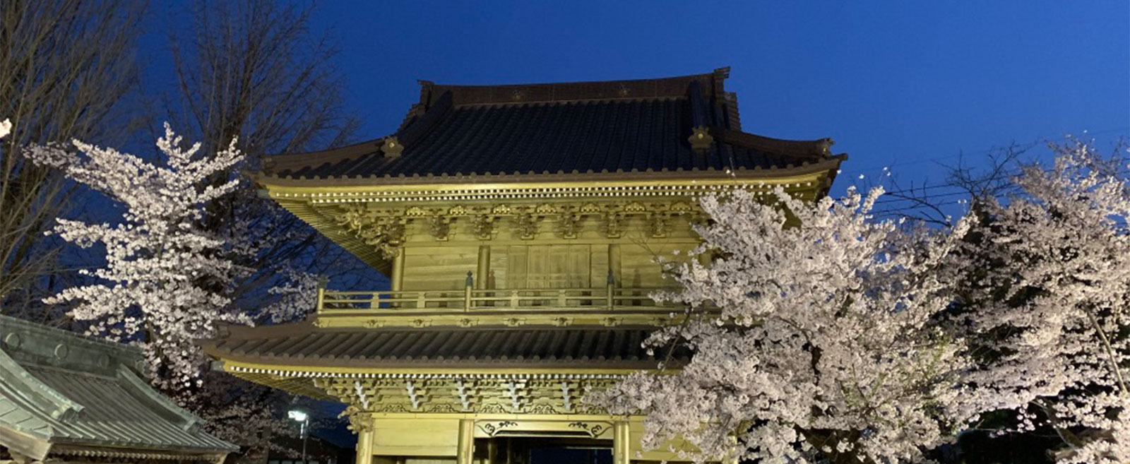 總願寺の桜